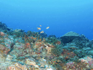 黒島の珊瑚